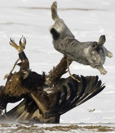 Kartal tavşanı böyle avladı 14