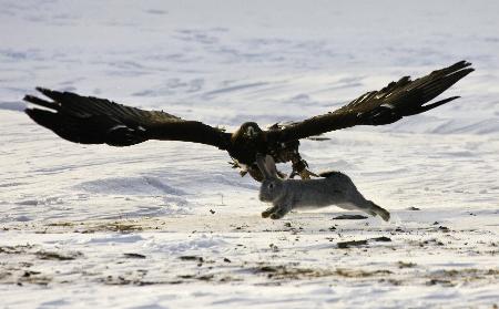 Kartal tavşanı böyle avladı 15
