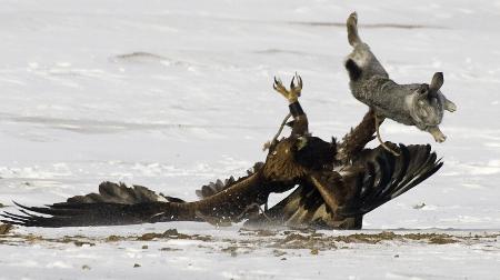 Kartal tavşanı böyle avladı 20