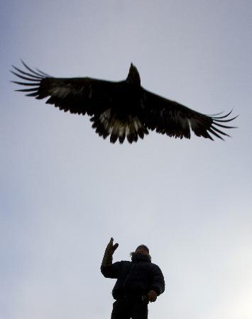 Kartal tavşanı böyle avladı 21