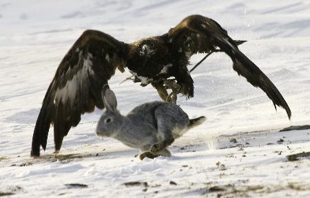 Kartal tavşanı böyle avladı 22