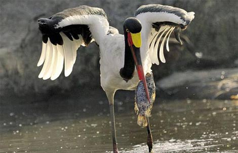 Timsah'ın avlanma fotoğrafları 30