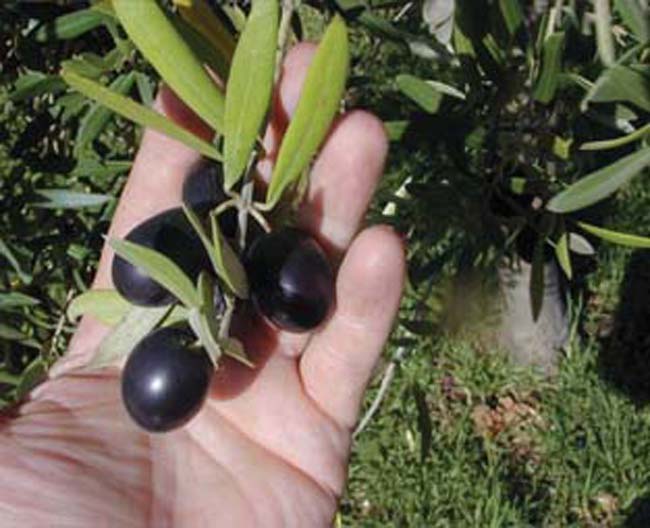 KUR'ANDA ADI GEÇEN BİTKİLER 22