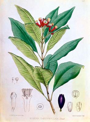 Karanfilin faydaları 9