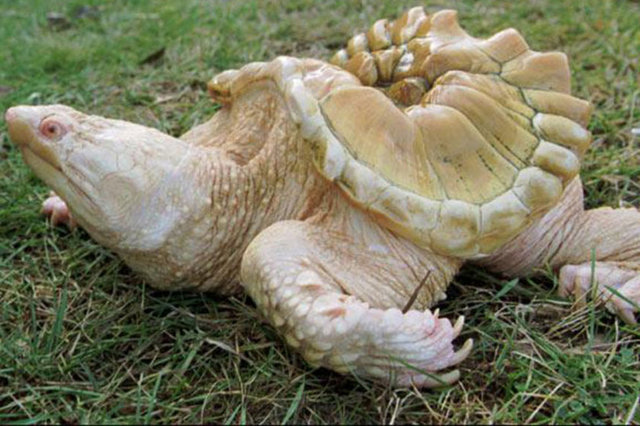 Bu hayvanlar diğerlerinden çok farklı! 22