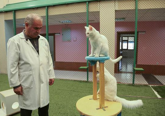 Van kedileri Mart'ı bekleyemedi 4