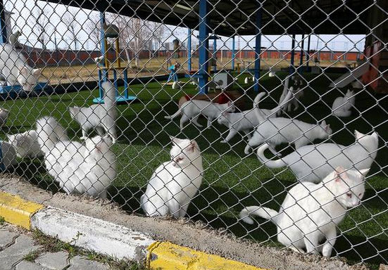 Van kedileri Mart'ı bekleyemedi 7