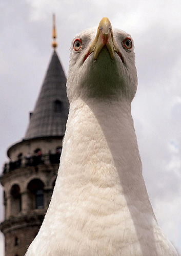 NG'den İstanbul'a özel albüm 11