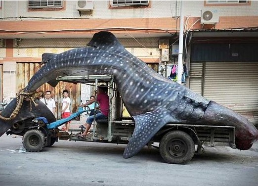 Toplu taşıma sistemine bir de böyle bakın 6