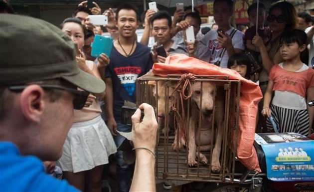 Yok Böyle Festival! Çinliler 40 Bin Köpeği Yediler 1