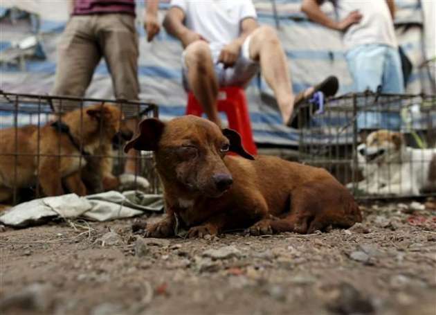 Yok Böyle Festival! Çinliler 40 Bin Köpeği Yediler 3