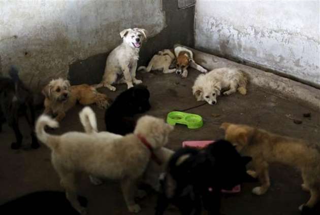 Yok Böyle Festival! Çinliler 40 Bin Köpeği Yediler 4