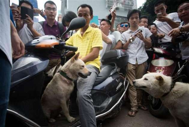 Yok Böyle Festival! Çinliler 40 Bin Köpeği Yediler 5
