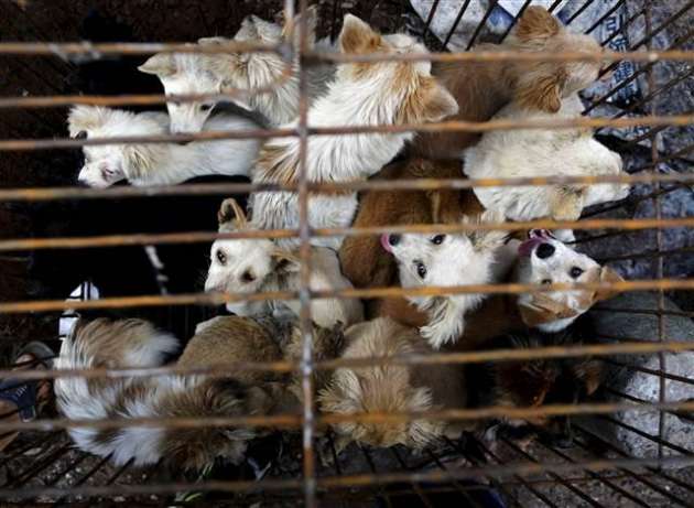 Yok Böyle Festival! Çinliler 40 Bin Köpeği Yediler 6