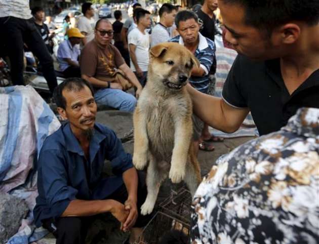 Yok Böyle Festival! Çinliler 40 Bin Köpeği Yediler 7