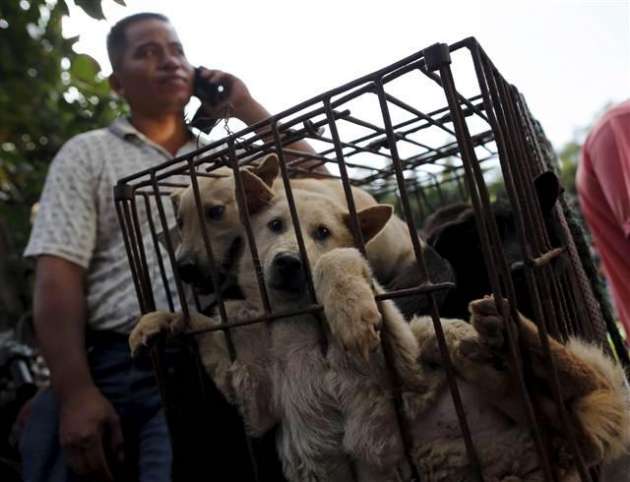Yok Böyle Festival! Çinliler 40 Bin Köpeği Yediler 8