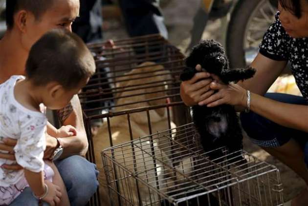 Yok Böyle Festival! Çinliler 40 Bin Köpeği Yediler 9