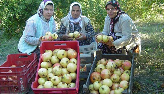 Yurdum İnsanı - 117 24