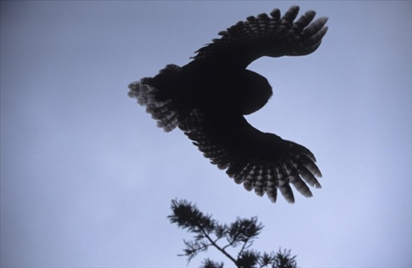 Usta fotoğrafçıların gözdeleri 64