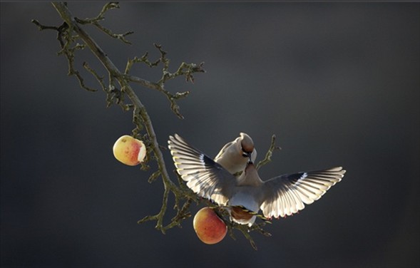 Usta fotoğrafçıların gözdeleri 67