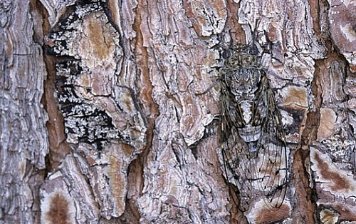 Onları görebiliyor musunuz? 24