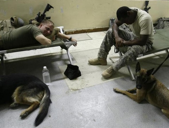 'Asker köpek' 10