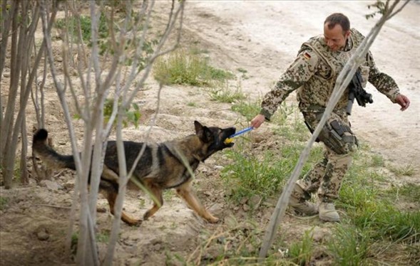 'Asker köpek' 11