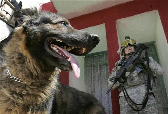 'Asker köpek' 12