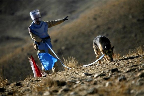'Asker köpek' 2