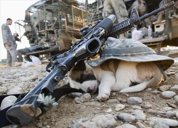 'Asker köpek' 3