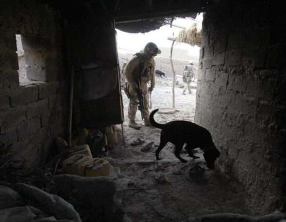 'Asker köpek' 7