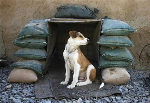 'Asker köpek' 8