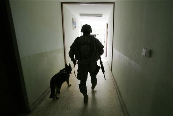 'Asker köpek' 9