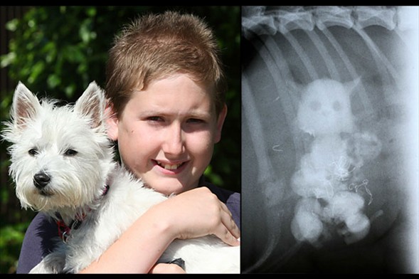 Köpek kediyi yutunca... 1