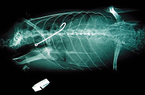 Köpek kediyi yutunca... 18