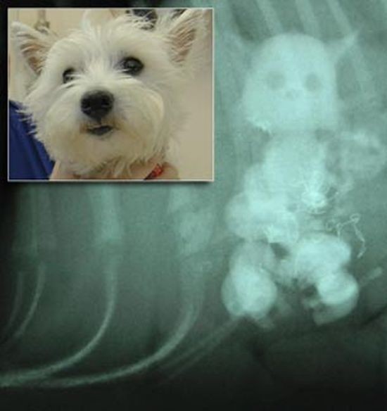 Köpek kediyi yutunca... 2