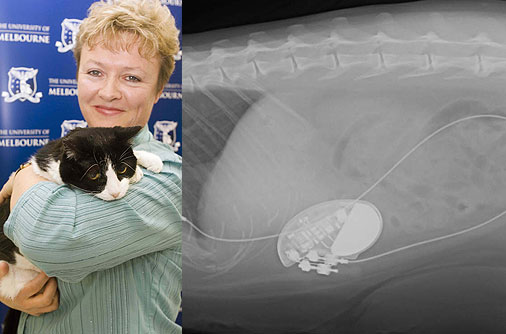 Köpek kediyi yutunca... 26