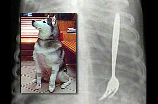 Köpek kediyi yutunca... 6