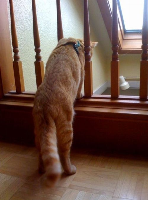 Bu fotoğrafların hepsini kedi çekti 39