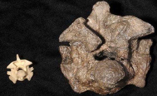 PİTON, 35 KİLOLUK GEYİK YUTTU 6