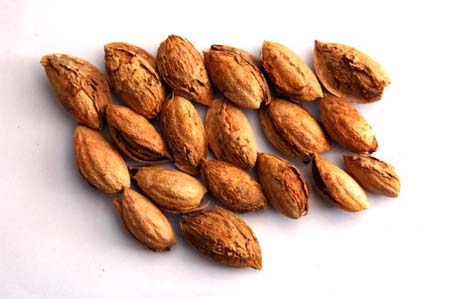 Kuruyemişin faydaları 11