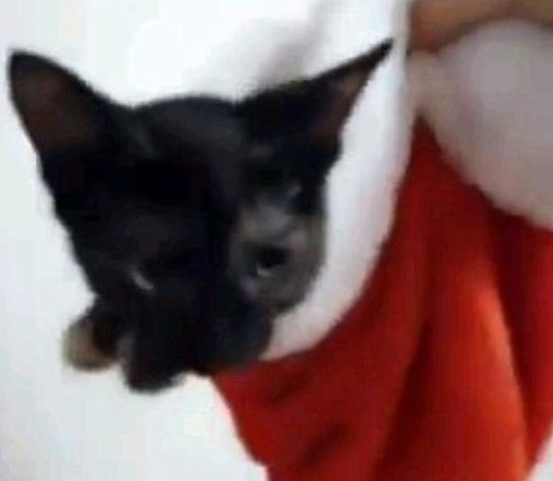 Kediyi pitona böyle yedirdi 5