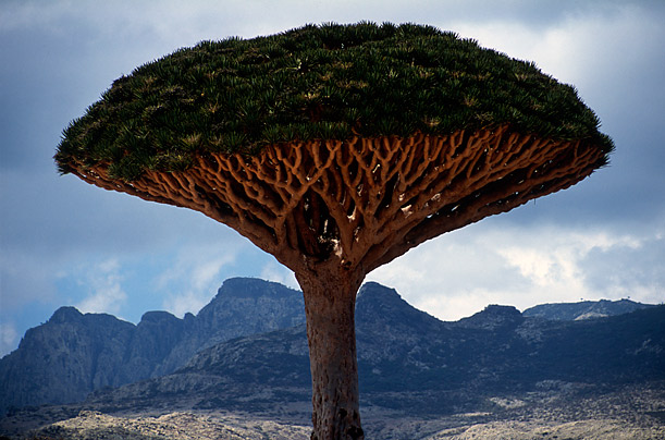 The Alien Beauty of Socotra 2