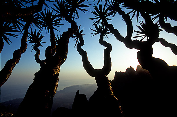 The Alien Beauty of Socotra 5