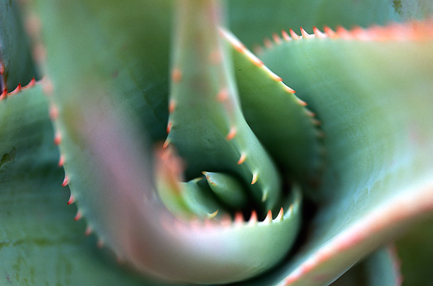 The Alien Beauty of Socotra 6