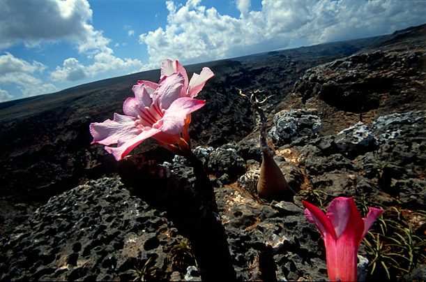 The Alien Beauty of Socotra 8
