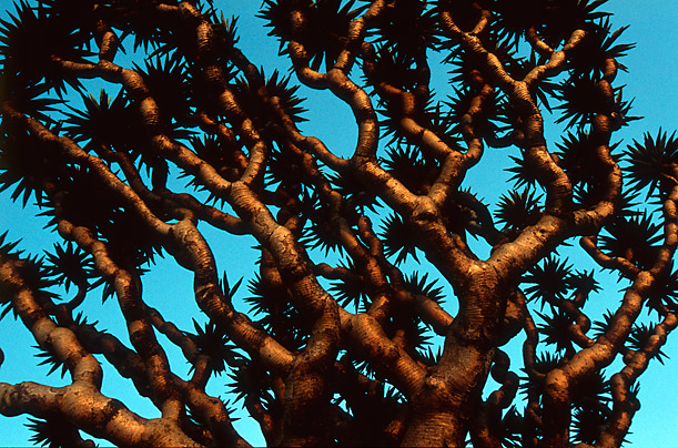 The Alien Beauty of Socotra 9
