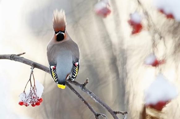Yılın en vahşi fotoğrafları 6