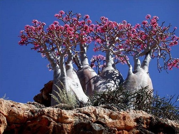 Yeryüzünün gizemli adası 10