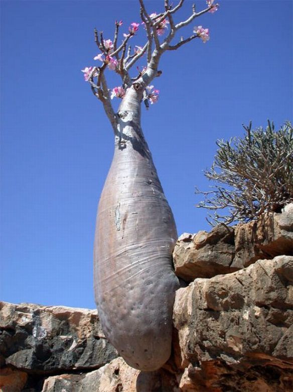 Yeryüzünün gizemli adası 12